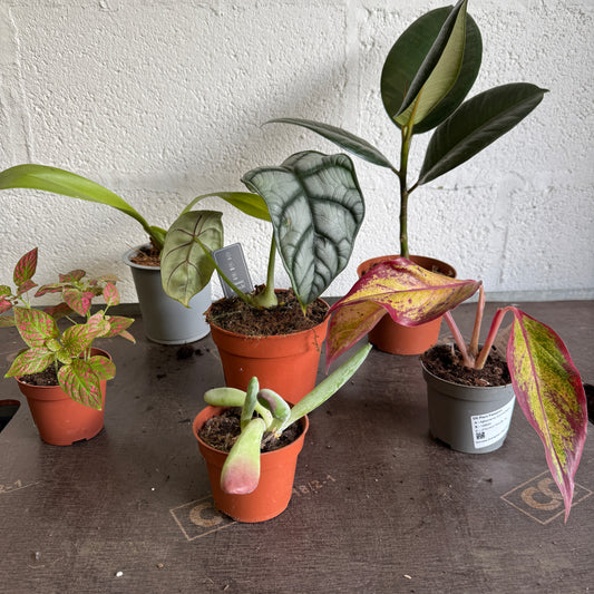 Rescue Me! Box 3 | Indoor Plants On Sale