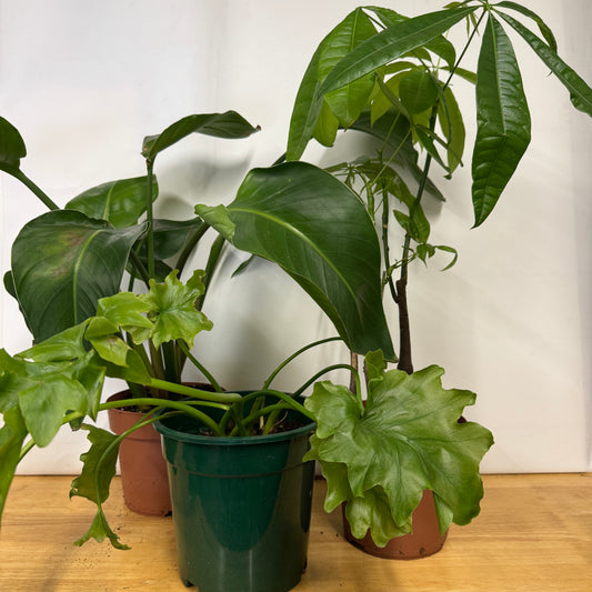 Rescue Me! Box H | Indoor Plants