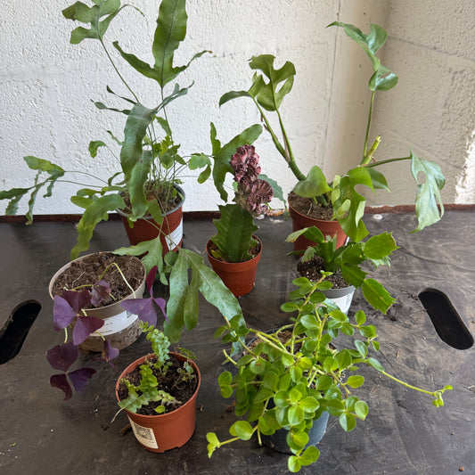 Rescue Me! Box 97 | Indoor Plants