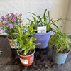 Garden Rescue Me! Box 10