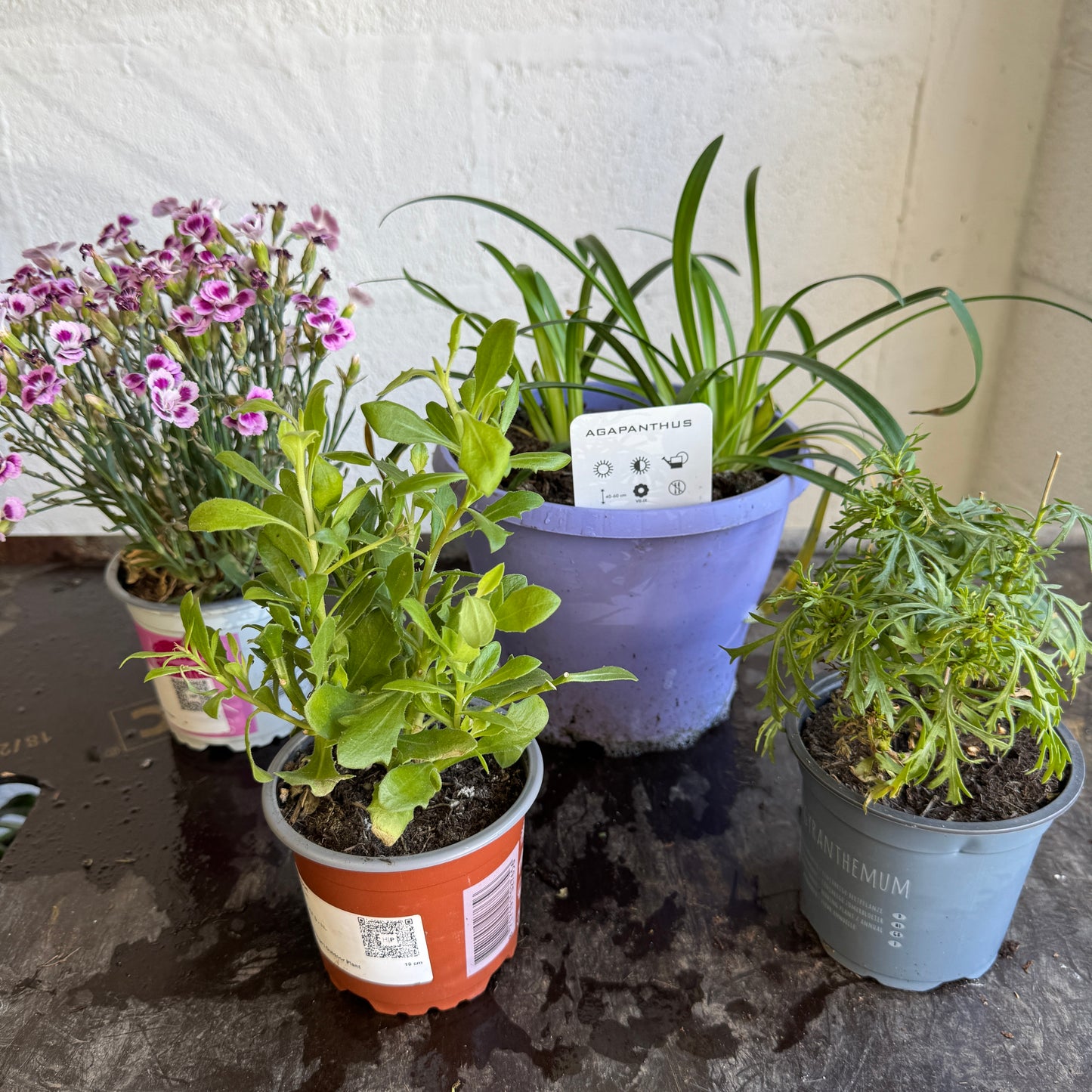 Garden Rescue Me! Box 10