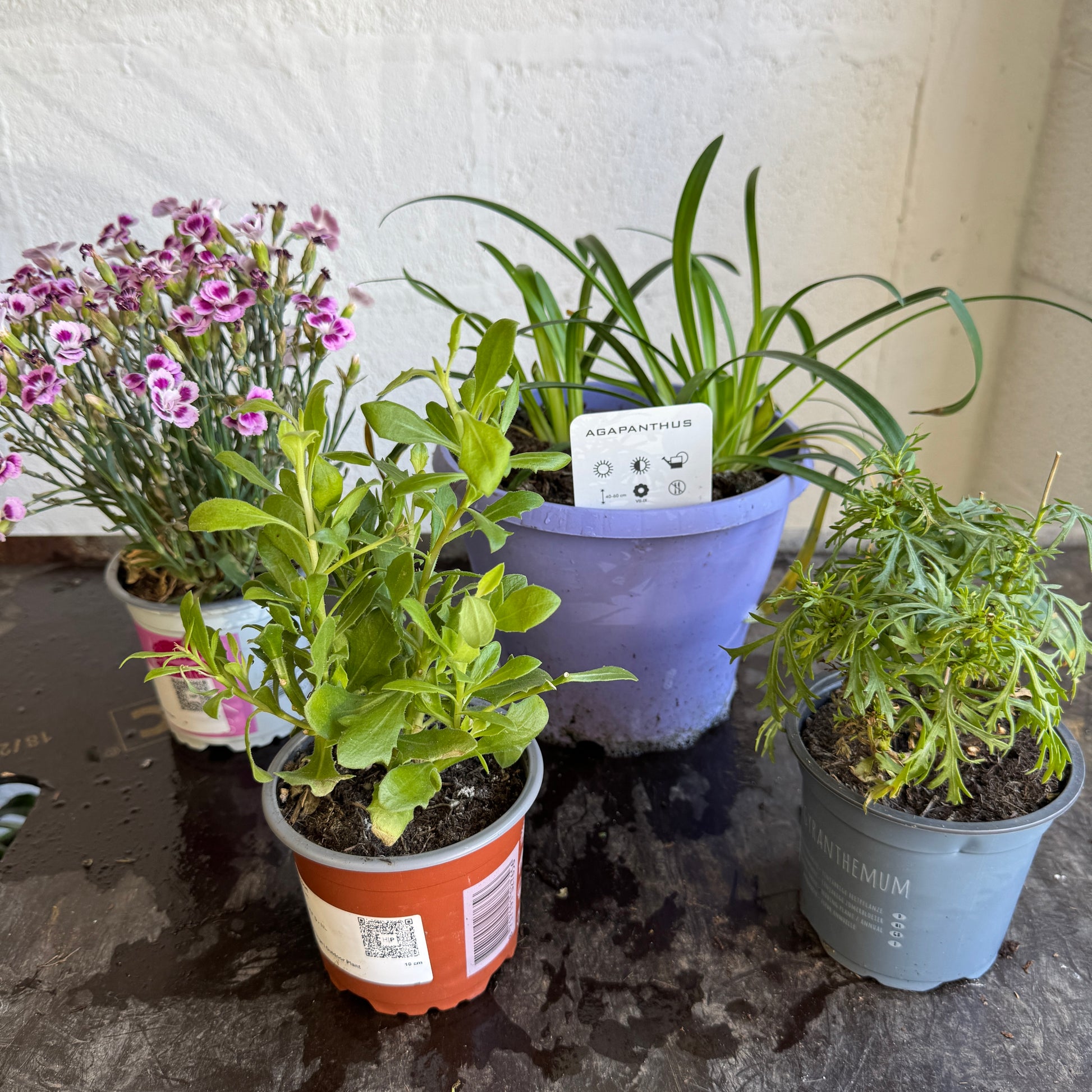 Garden Rescue Me! Box 10
