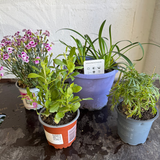 Garden Rescue Me! Box 10 | Clearance Plants