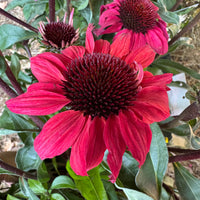 Echinacea | Sensation Cerise | Outdoor Plant