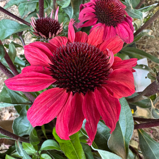 Echinacea | Sensation Cerise | Outdoor Plant | Outdoor Plants