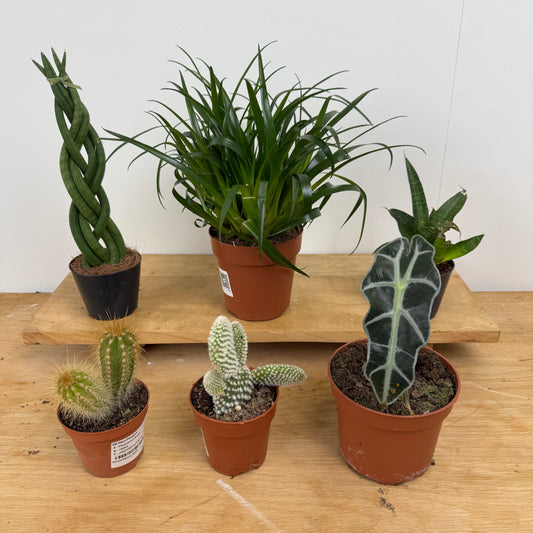 Rescue Me! Box C | Houseplant Moving Sale