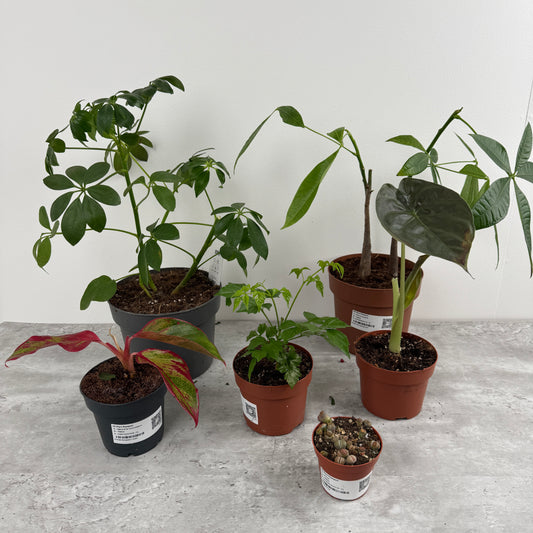 Rescue Me! Box T | Perfect Plants for Under £50