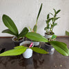 Speciality Orchid Rescue Me! Box 37