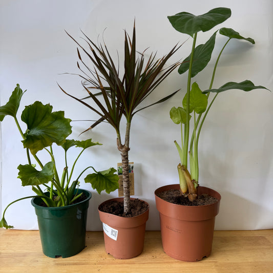 Rescue Me! Box H | Indoor Plants On Sale