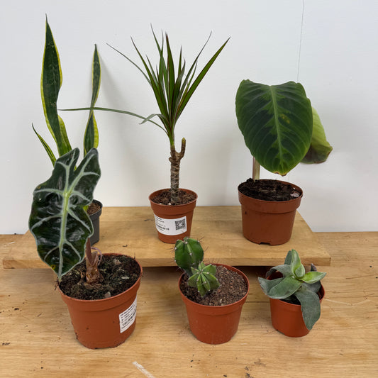 Rescue Me! Box K | Houseplant Moving Sale