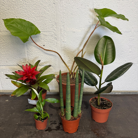 Rescue Me! Box G | Perfect Plants for Under £50