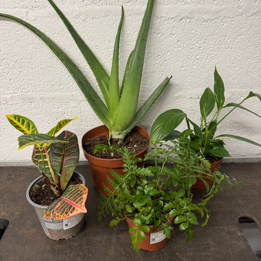 Rescue Me! Box 22 | Perfect Plants for Under £50