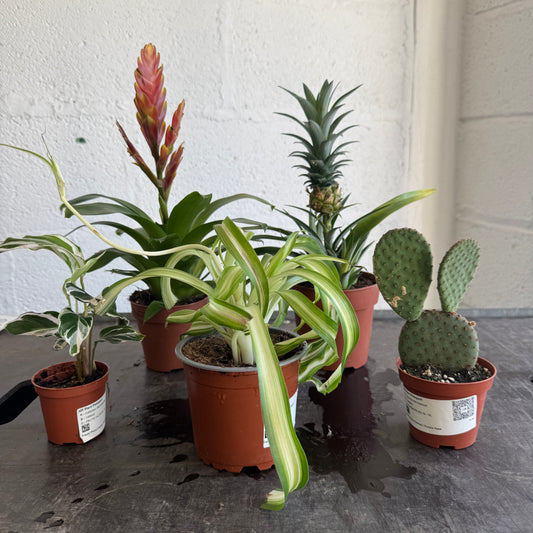 Rescue Me! Box 12 | Perfect Plants for Under £50