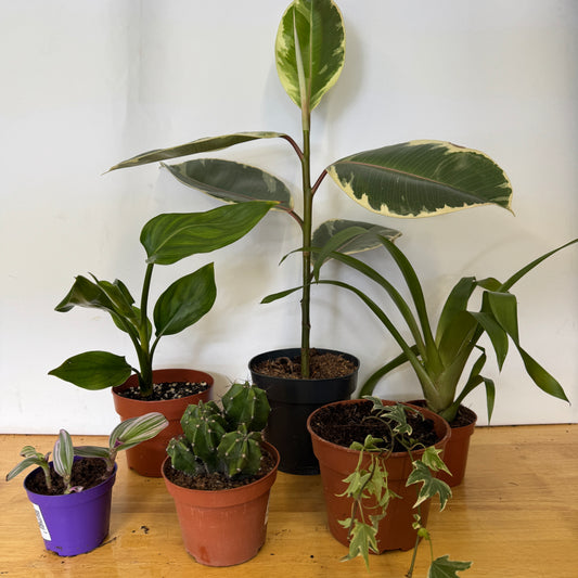 Rescue Me! Box 28 | Perfect Plants for Under £50