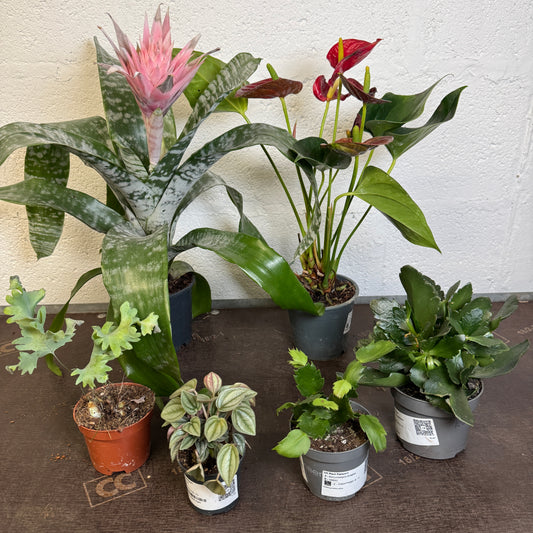 Rescue Me! Box 1 | Indoor Plants On Sale