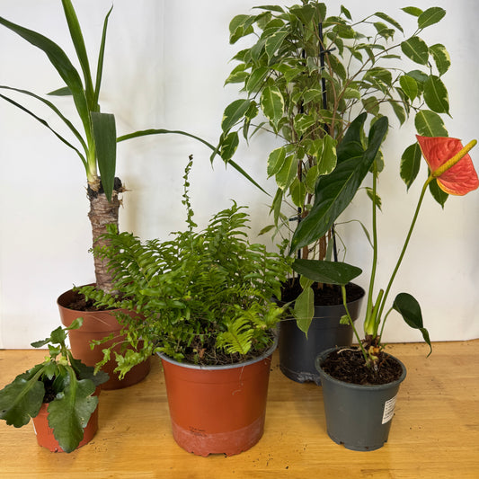 Rescue Me! Box 22 | Perfect Plants for Under £50