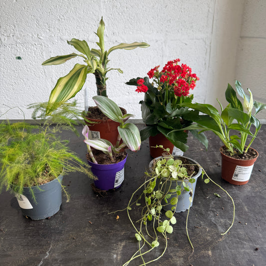 Rescue Me! Box 33 | Perfect Plants for Under £50