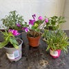 Garden Rescue Me! Box 8