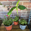 Garden Rescue Me! Box 9