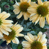 Echinacea | Sensation Mango | Outdoor Plant