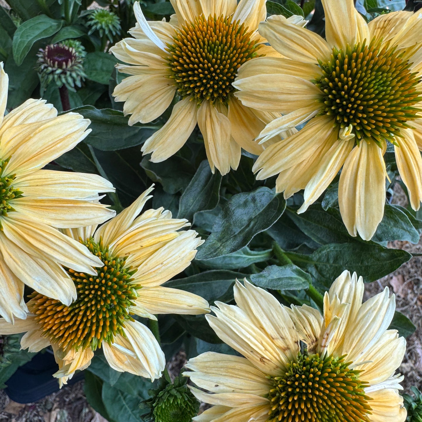 Echinacea | Sensation Mango | Outdoor Plant