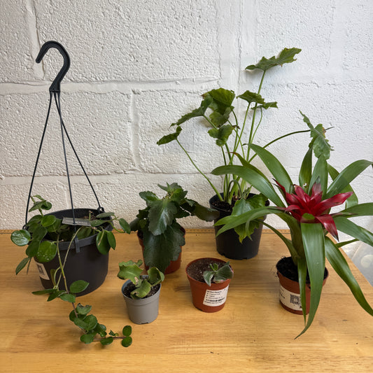 Rescue Me! Box 7 | Indoor Plants On Sale