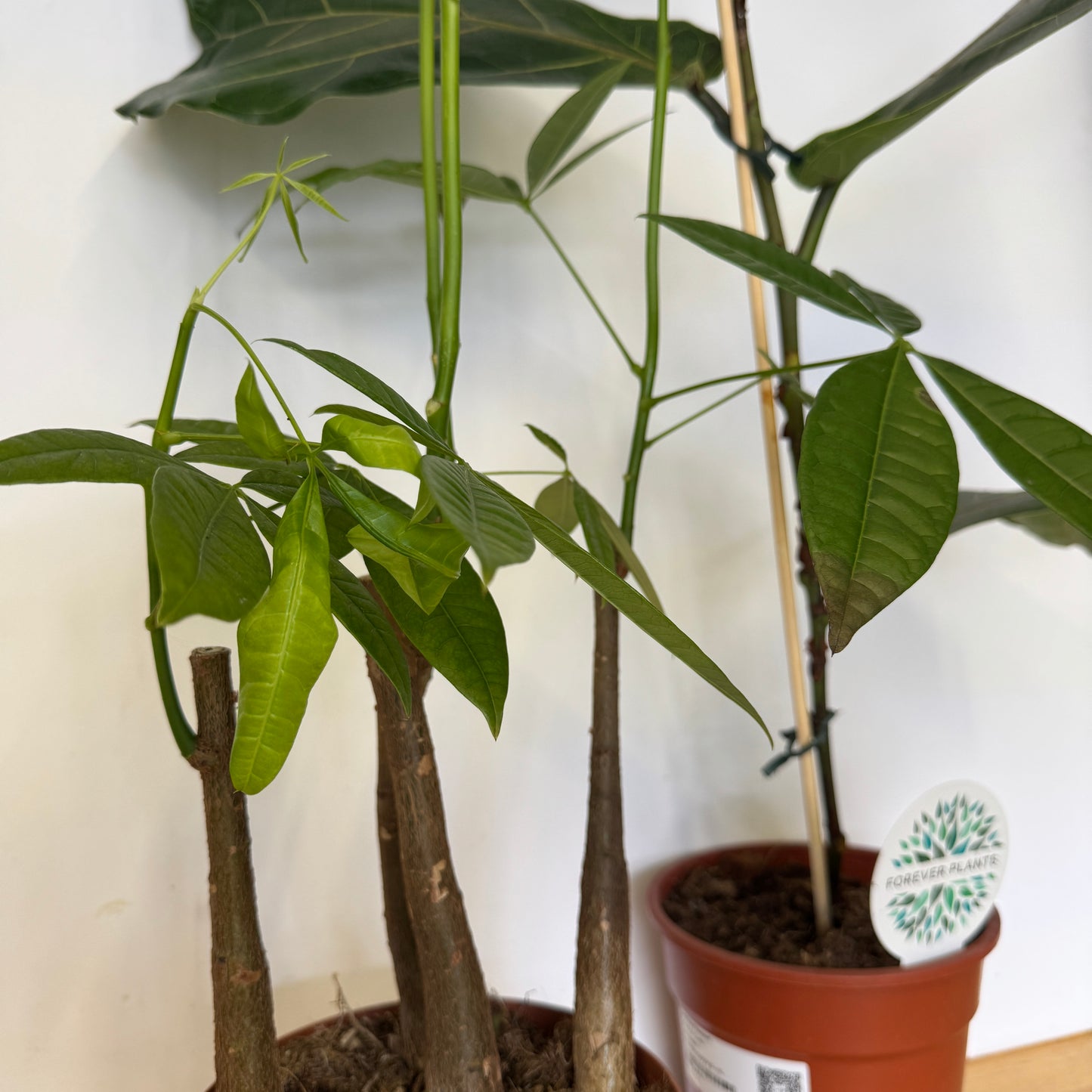 Rescue Me! Tall Pair 1