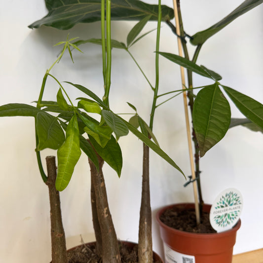 Rescue Me! Tall Pair 1 | Potted Houseplants