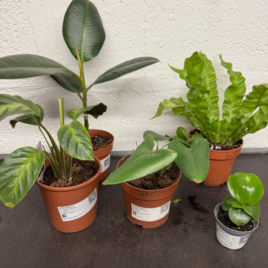 Rescue Me! Box B | Indoor Plants On Sale