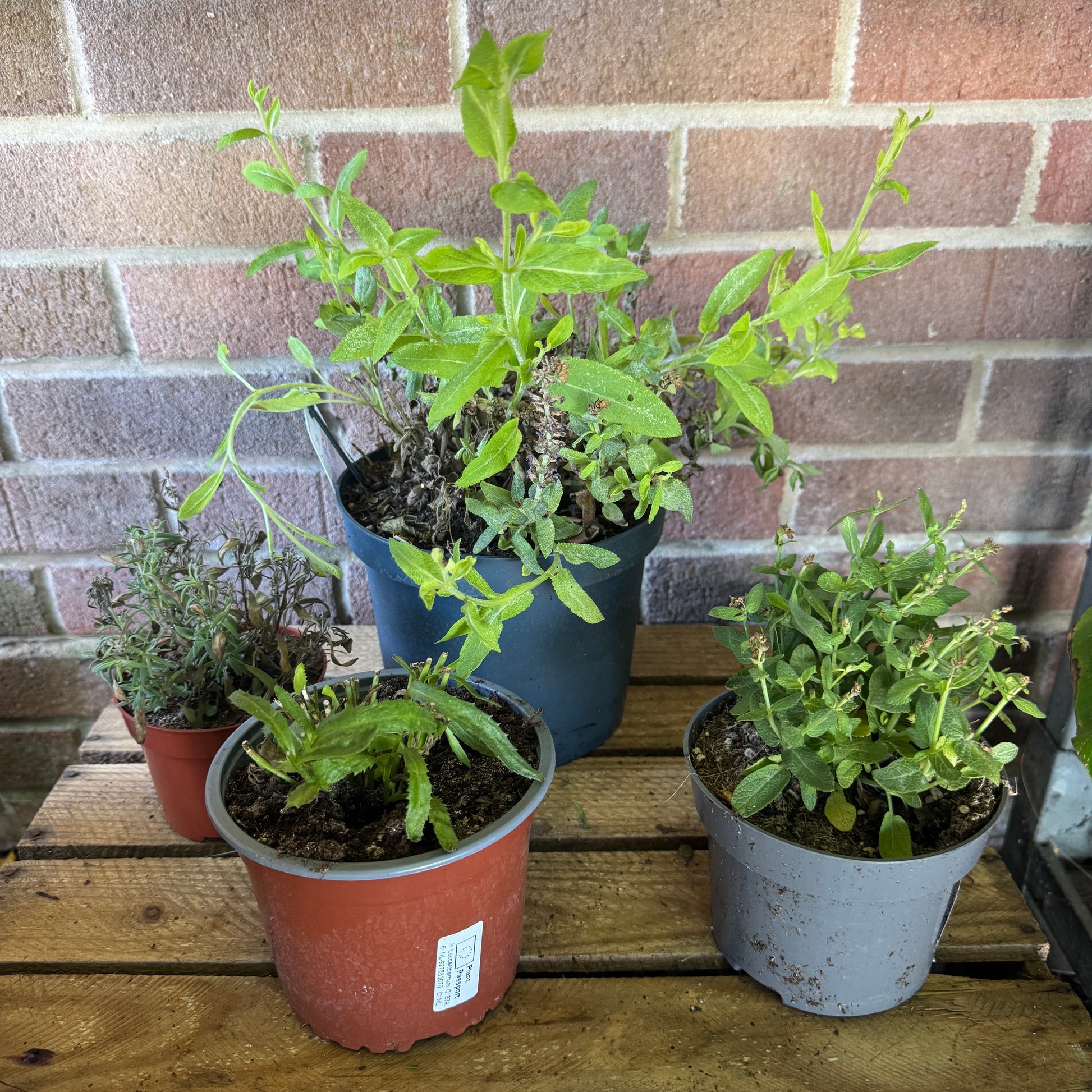 Garden Rescue Me! Box 5