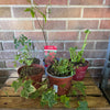 Garden Rescue Me! Box 6