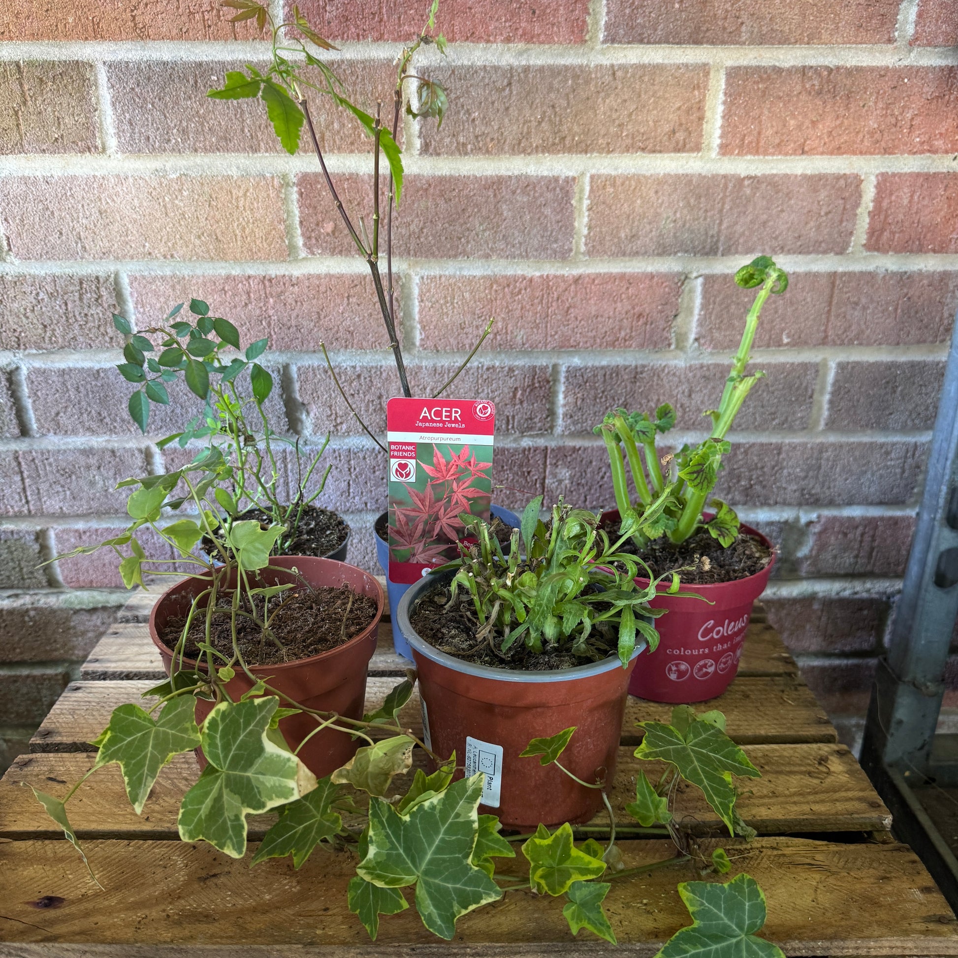 Garden Rescue Me! Box 6