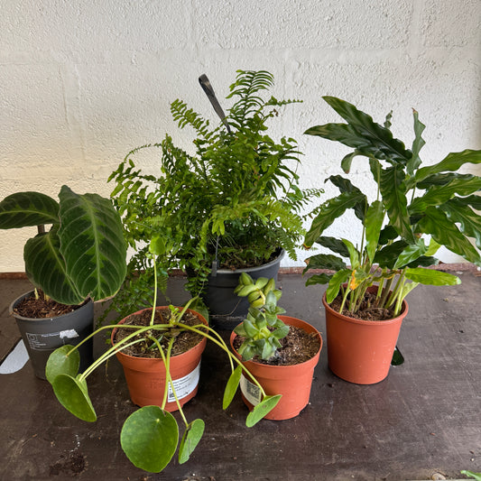 Rescue Me! Box 82 | Clearance Plants