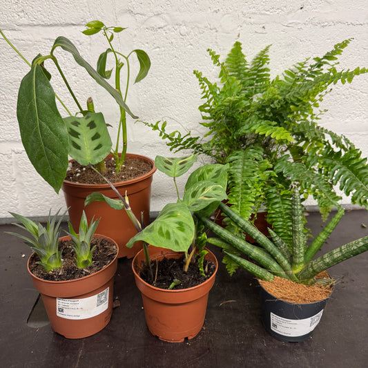 Rescue Me! Box E | Indoor Plants On Sale