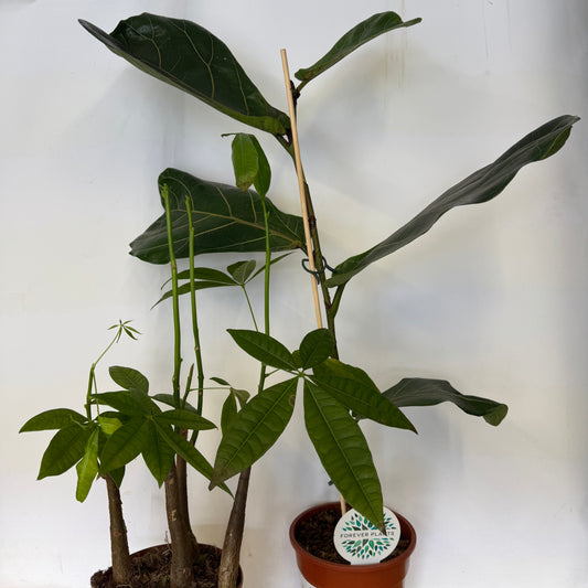 Rescue Me! Tall Pair 1 | Perfect Plants for Under £50