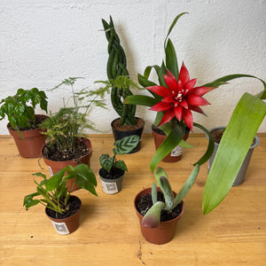 Rescue Me! Box 9 - Indoor Plant