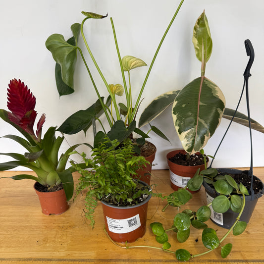 Rescue Me! Box 32 | Perfect Plants for Under £50