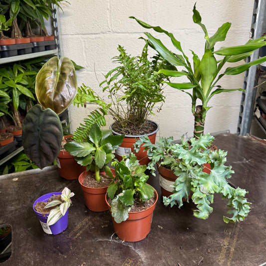 Rescue Me! Box 9 | Perfect Plants for Under £50