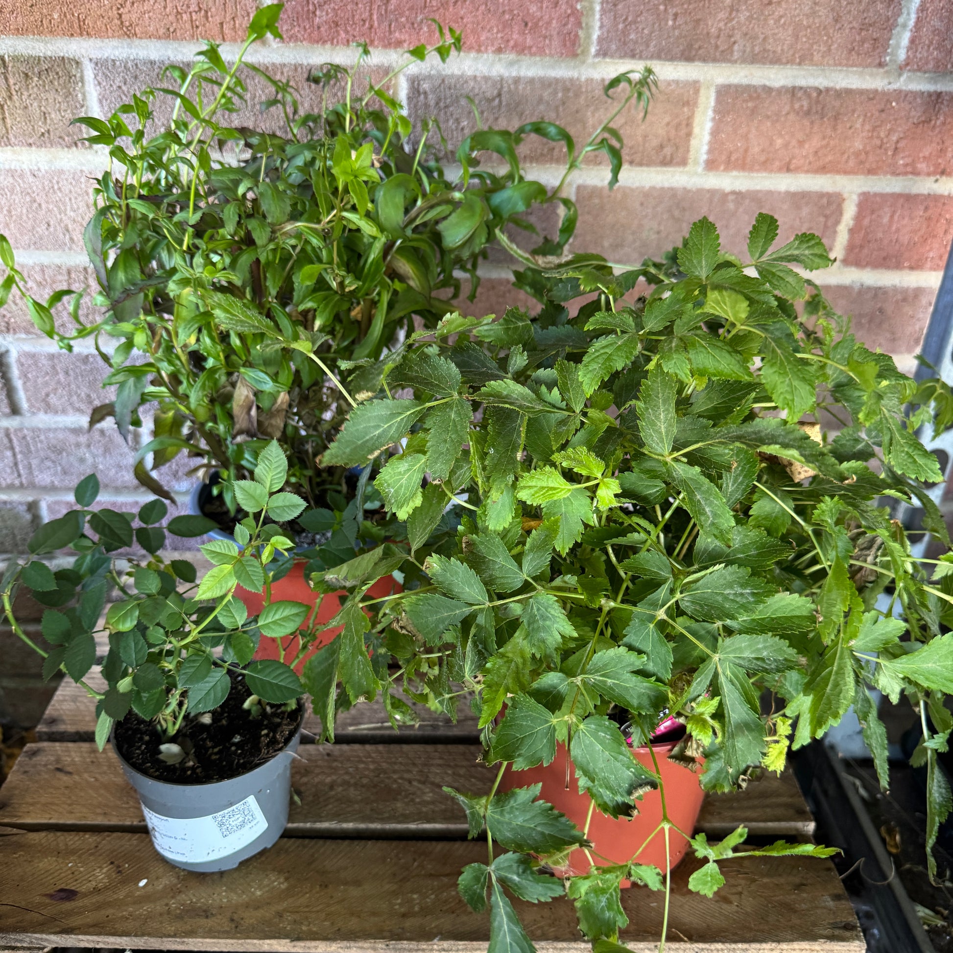 Garden Rescue Me! Box 16