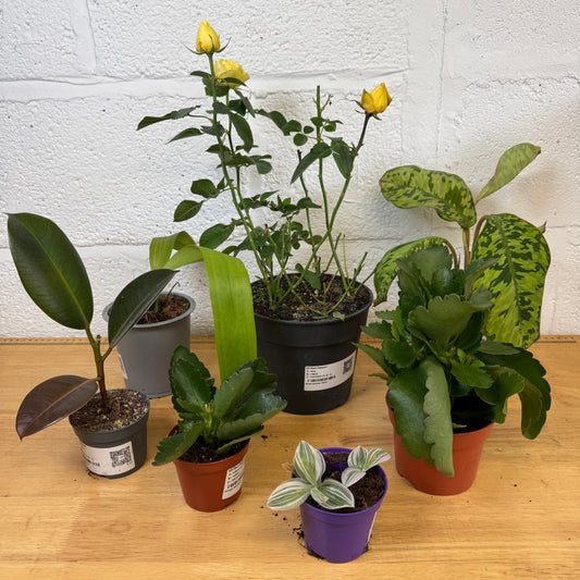 Rescue Me! Box 10 | Indoor Plants