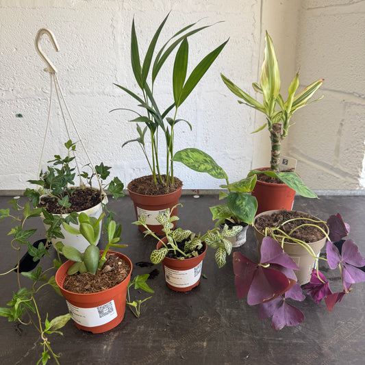 Rescue Me! Box 42 | Perfect Plants for Under £50
