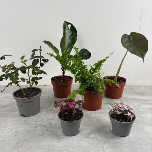 Rescue Me! Box W | Perfect Plants for Under £50