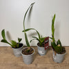 Speciality Orchid Rescue Me! Box 5