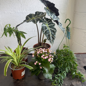 Rescue Me! Box 18 - Indoor Plant