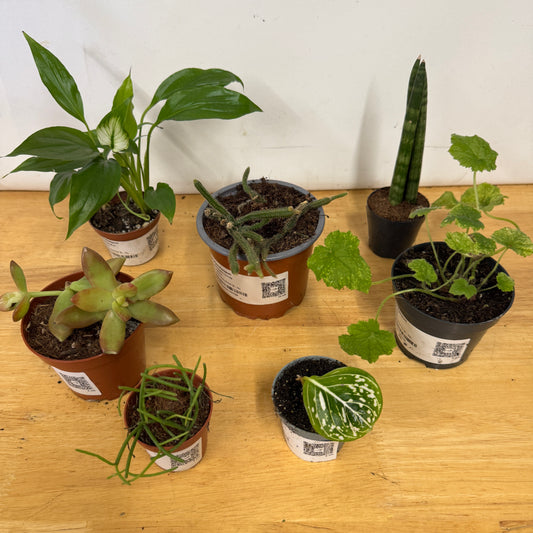 Rescue Me! Box L | Indoor Plants