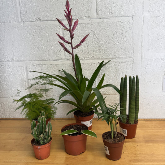 Rescue Me! Box A | Indoor Plants