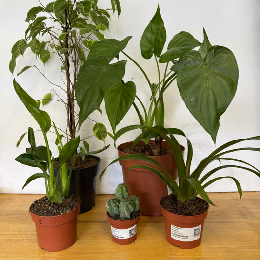 Rescue Me! Box 23 | Perfect Plants for Under £50