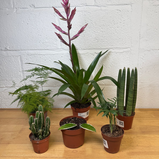 Rescue Me! Box A | Potted Houseplants