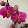 Phalaenopsis Orchid | Damson