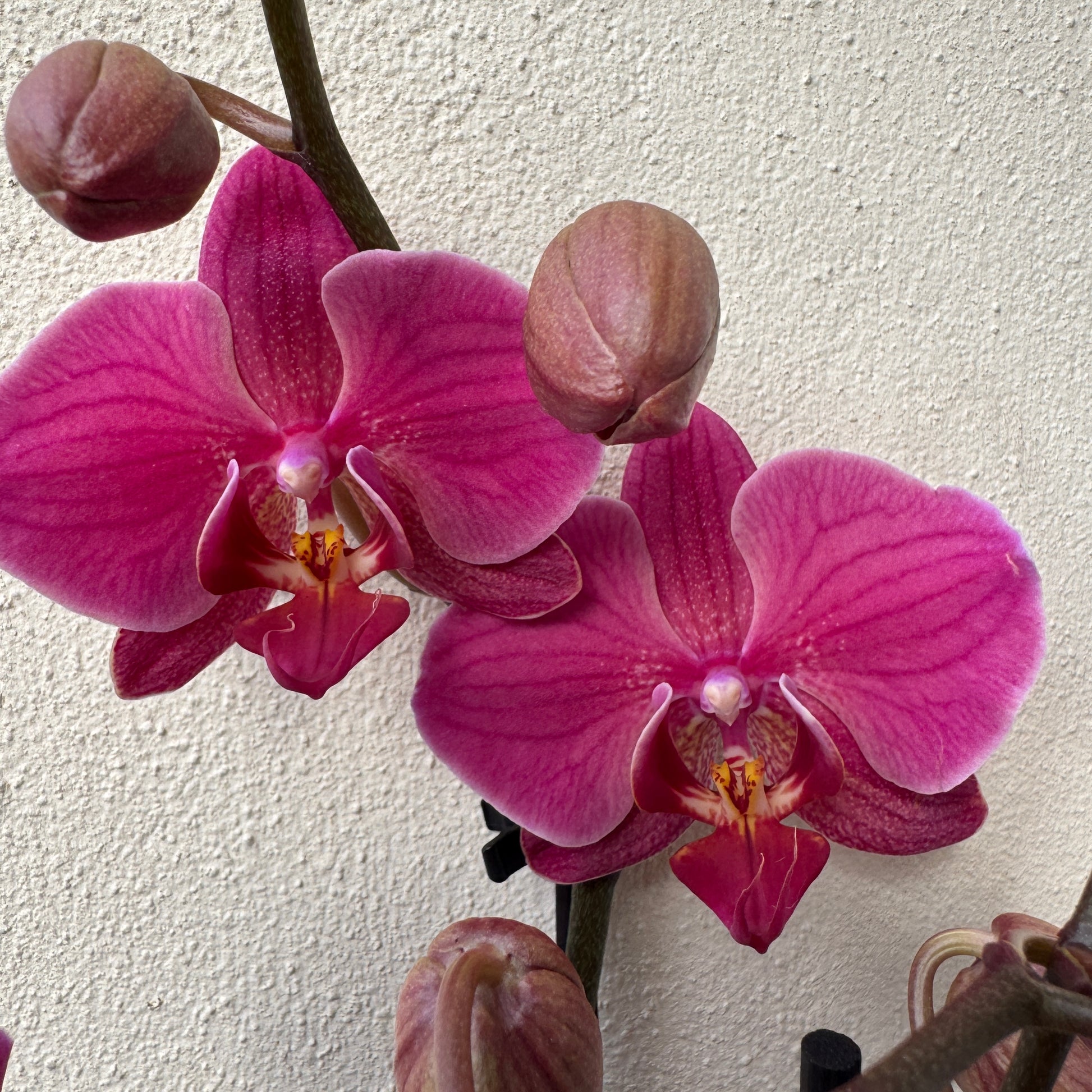 Phalaenopsis Orchid | Damson